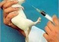 Prozac for Puppies