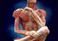 Body Worlds 2
