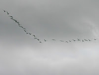 Instinct or Evolution?