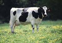 The Evolution of the Dairy Cow