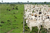 Farmers vs. Sex Traffickers