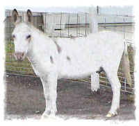 The Racial Background of the Democratic Party